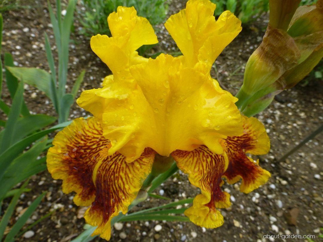 Iris barbata Dazzling Gold (Bearded Iris) Iris barbata Dazzling Gold (Bearded Iris)