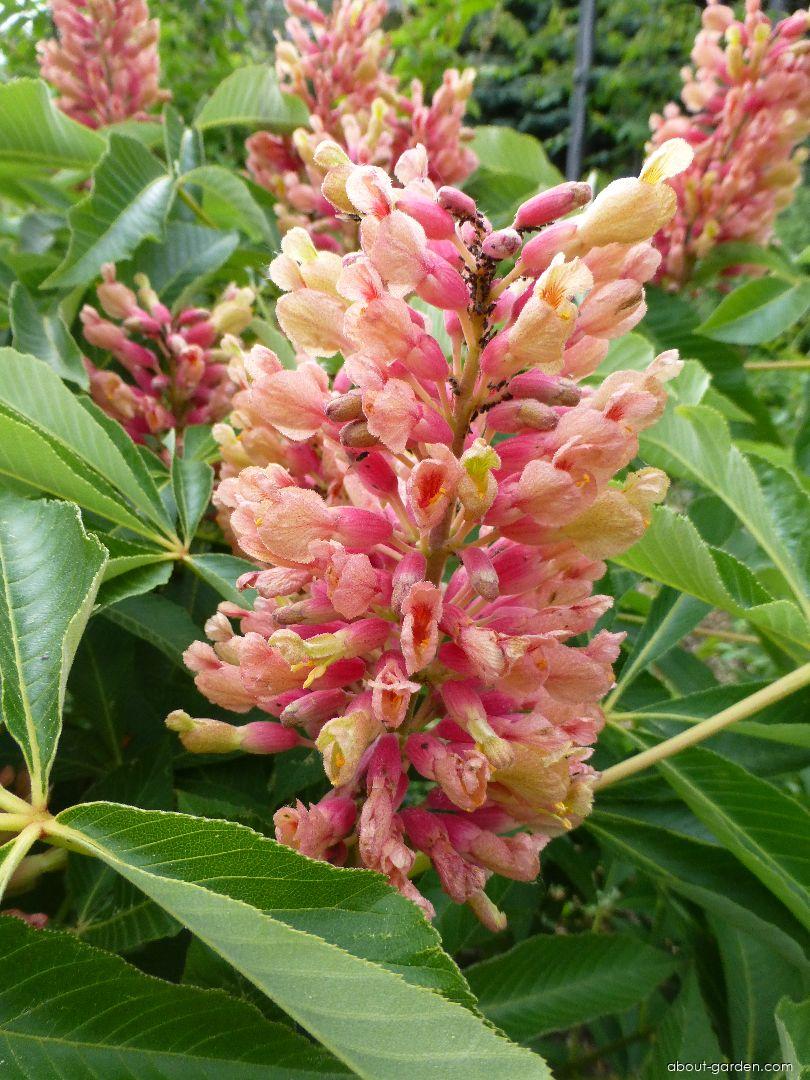 Aesculus pavia Rosea Nana (Red Buckeye) Aesculus pavia Rosea Nana (Red Buckeye)