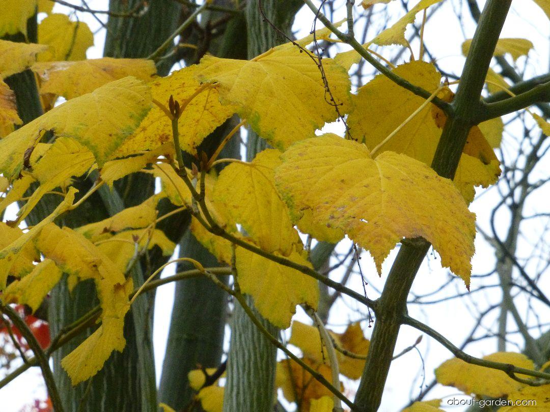 Acer tegmentosum Maxim. (Manchustriped Maple) Acer tegmentosum Maxim. (Manchustriped Maple)