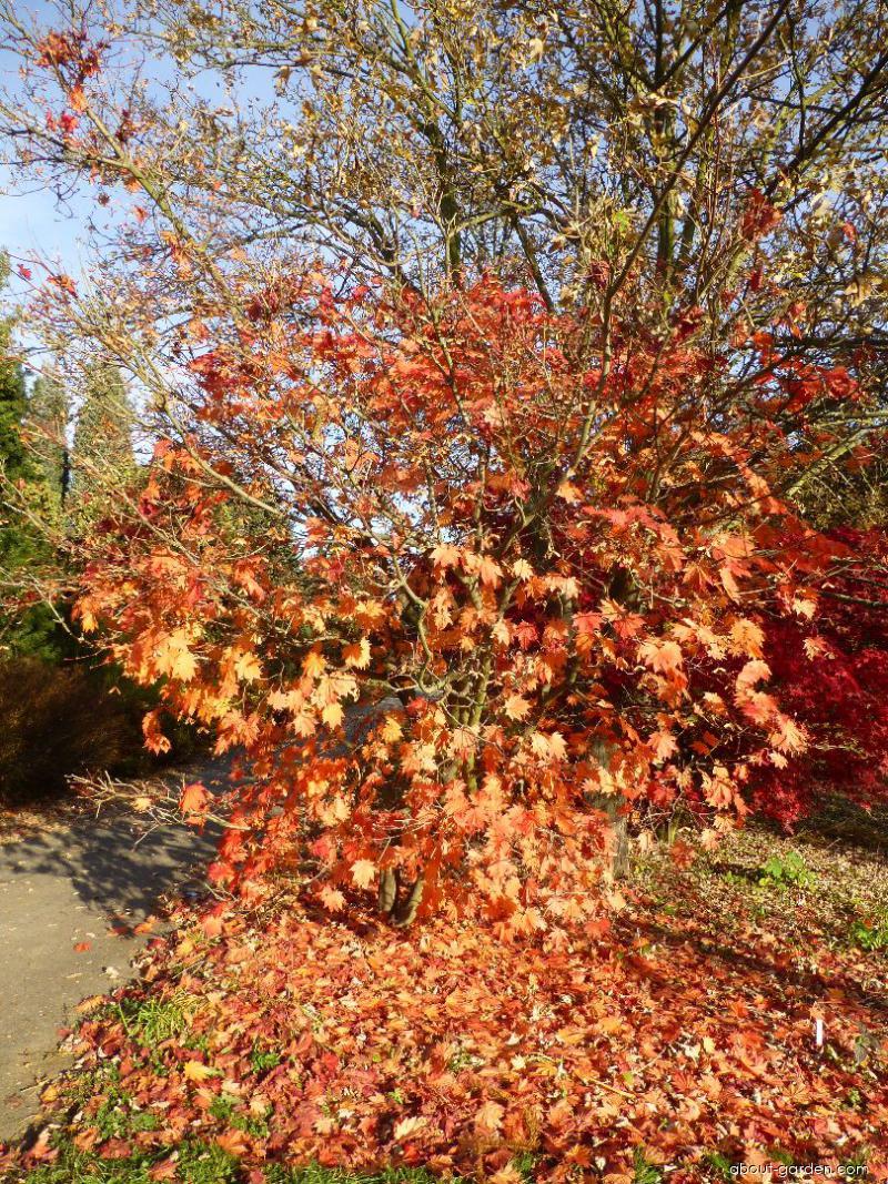 Acer japonicum Vitifolium (Downy Japanese-maple) Acer japonicum Vitifolium (Downy Japanese-maple)