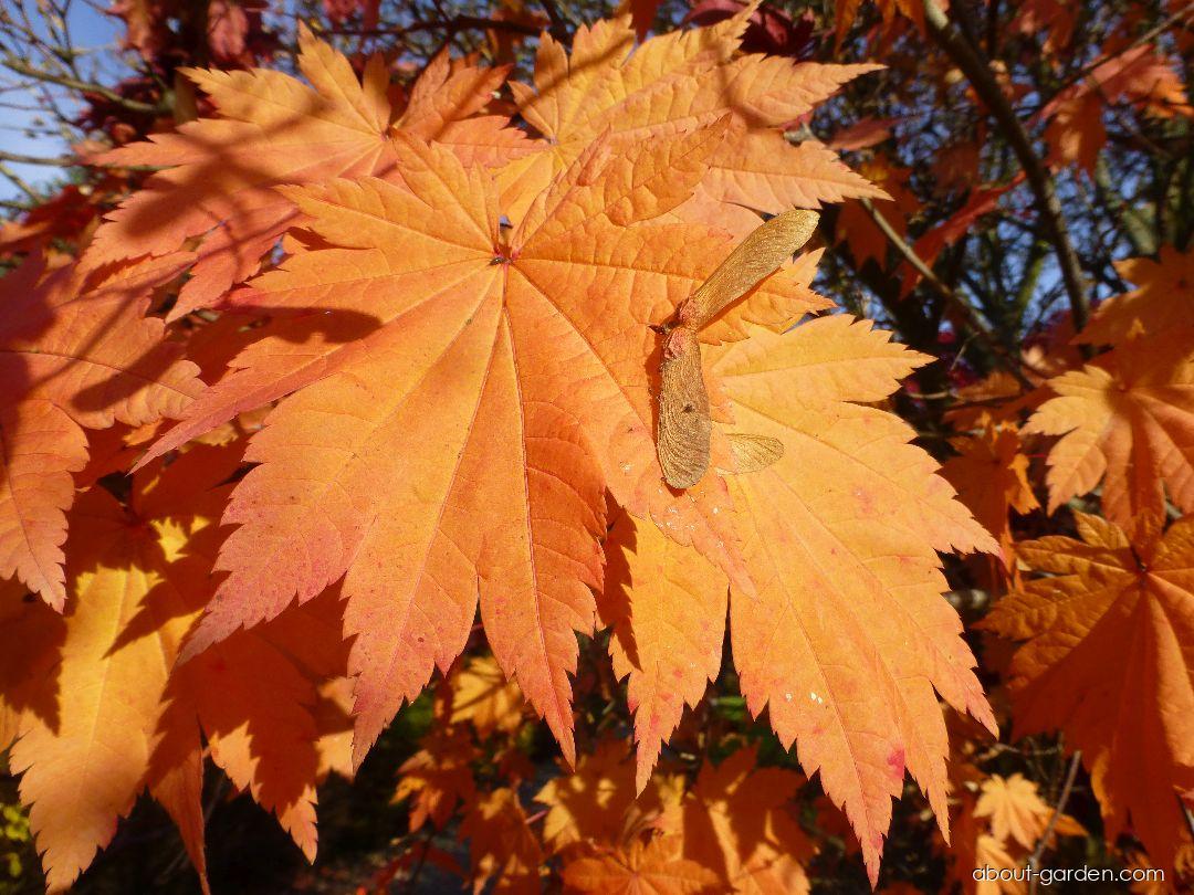 Acer japonicum Vitifolium (Downy Japanese-maple) Acer japonicum Vitifolium (Downy Japanese-maple)
