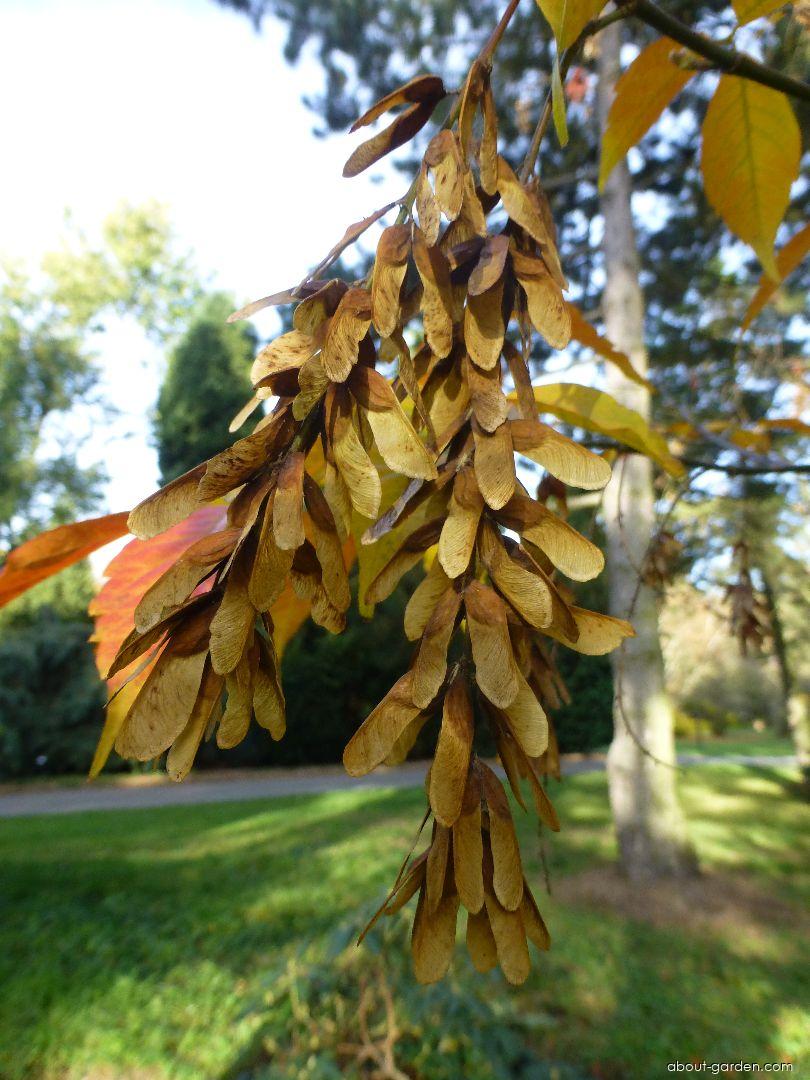 Acer henryi Pax (Henry s Maple) Acer henryi Pax (Henry s Maple)