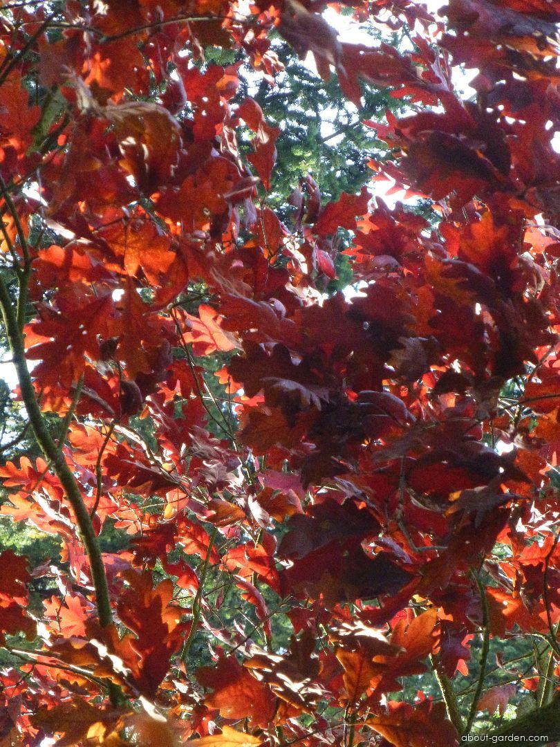 Quercus alba L. (White Oak) Quercus alba L. (White Oak)