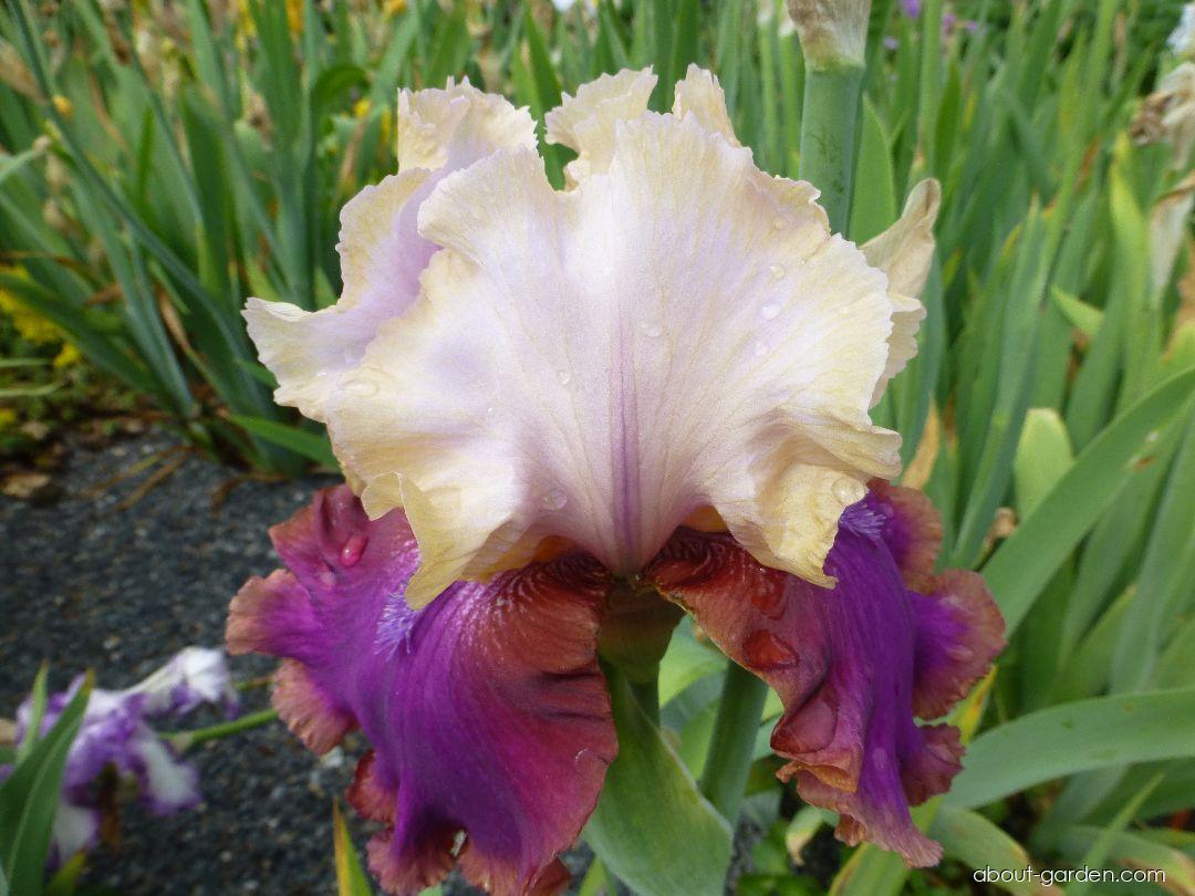 Iris barbata Burgermeister (Bearded Iris) Iris barbata Burgermeister (Bearded Iris)