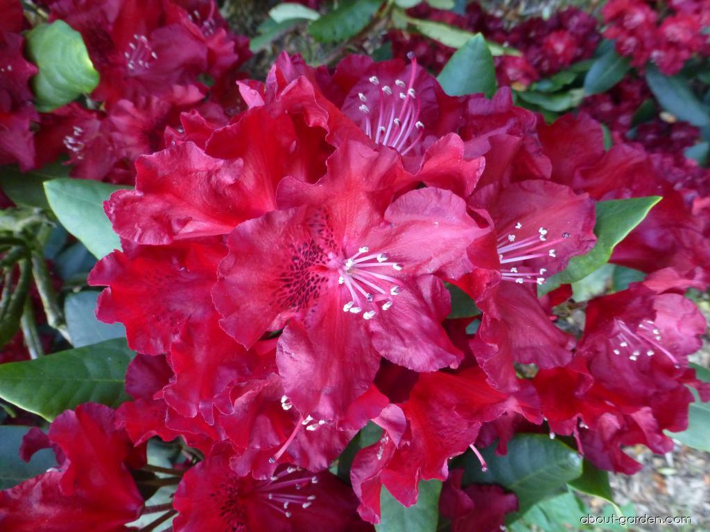 Rhododendron Tarantella (Rhododendron) Rhododendron Tarantella (Rhododendron)