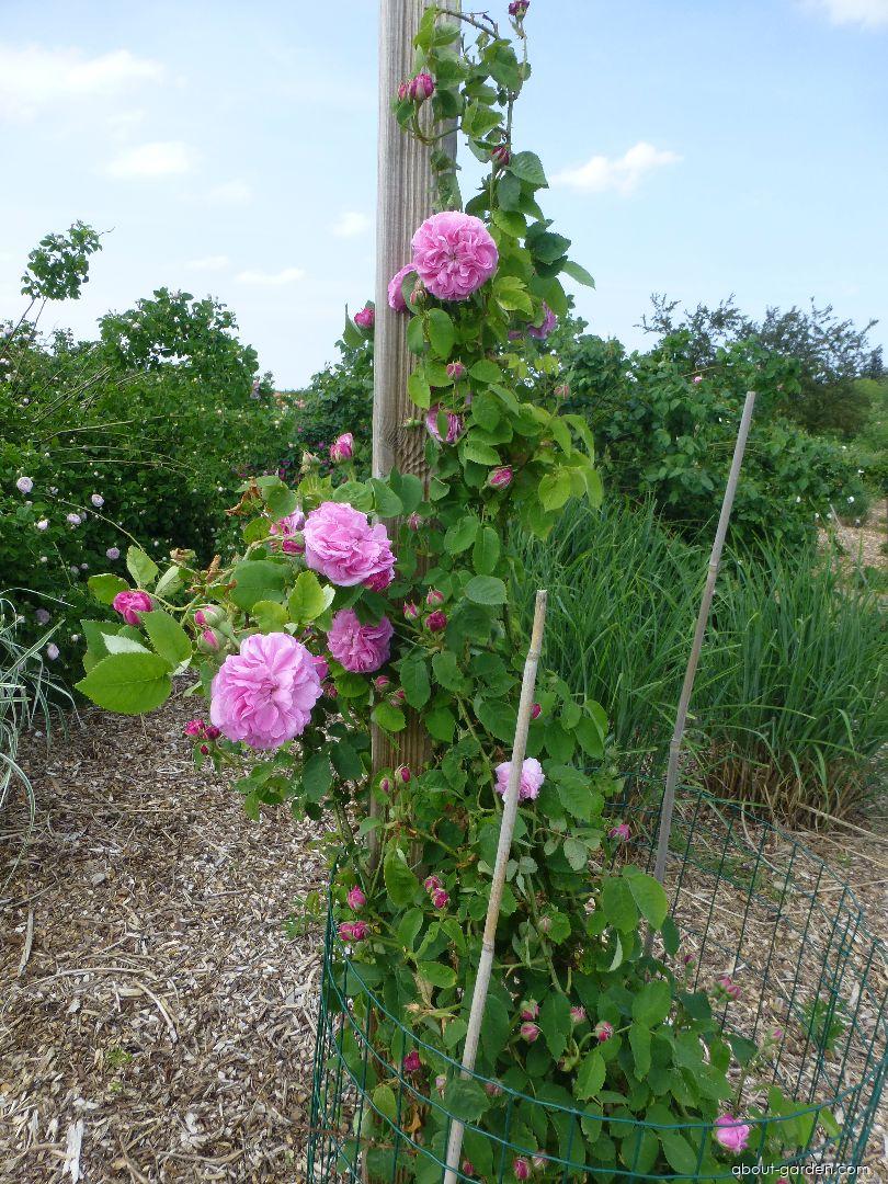 Rosa Gros Choux de Hollande (Rose) Rosa Gros Choux de Hollande (Rose)