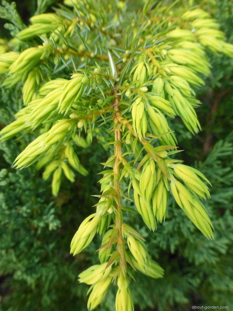 Juniperus communis Depressa Aurea (Common Juniper) Juniperus communis Depressa Aurea (Common Juniper)