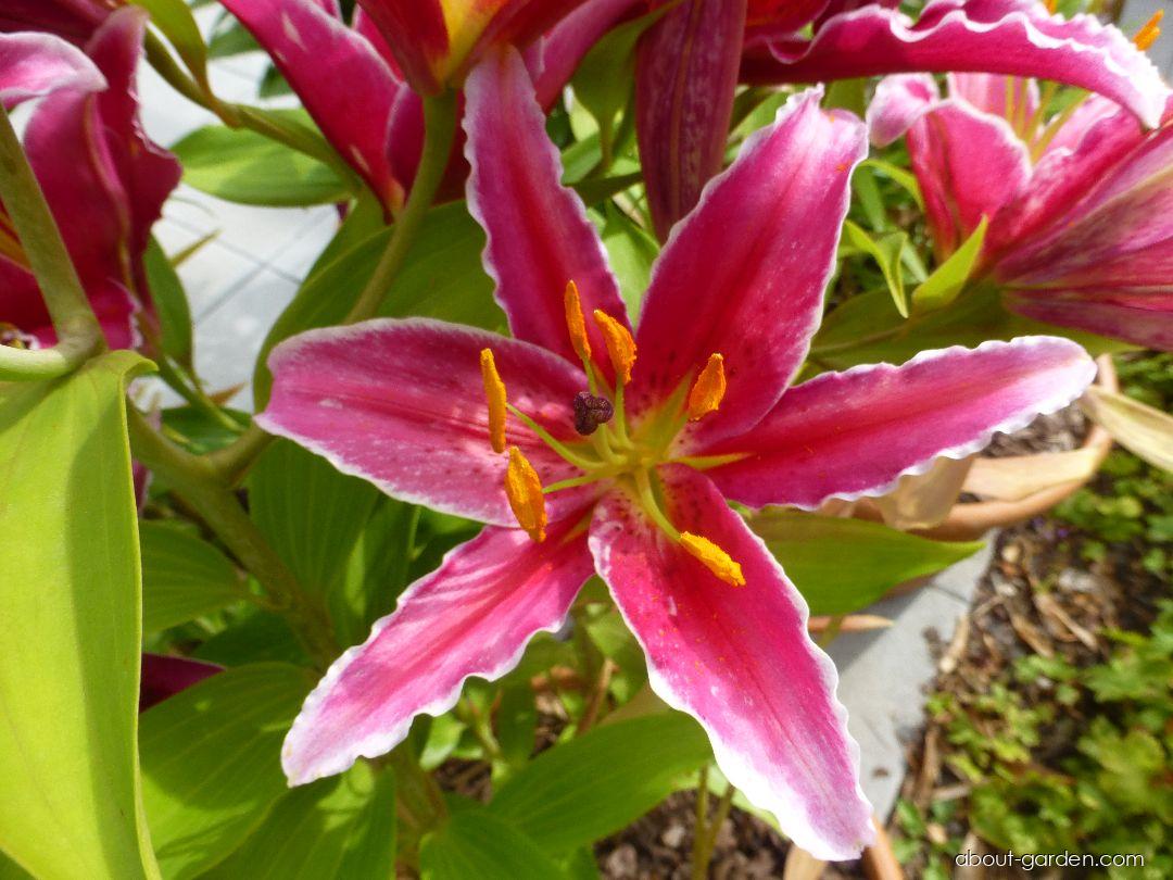 Lilium x hybridum Kings Gross (Lily) Lilium x hybridum Kings Gross (Lily)