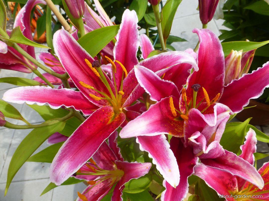 Lilium x hybridum Kings Gross (Lily) Lilium x hybridum Kings Gross (Lily)
