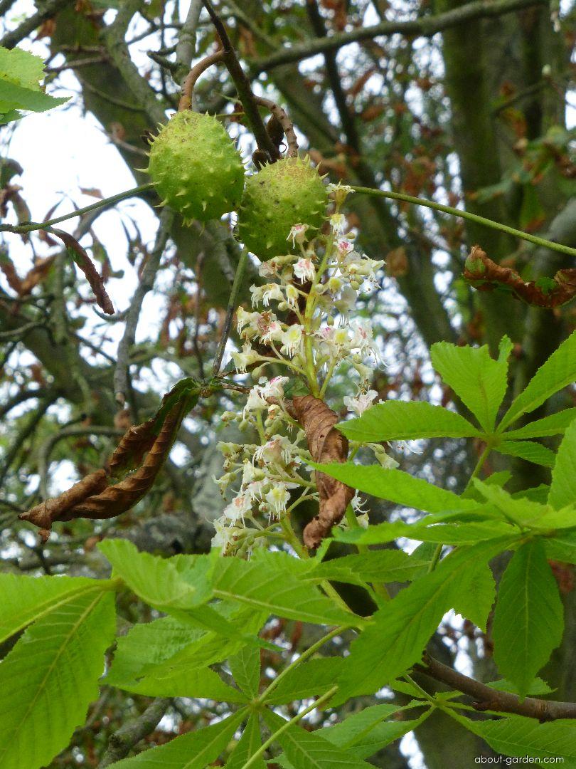 Aesculus hippocastanum L. (Horse-chestnut) Aesculus hippocastanum L. (Horse-chestnut)
