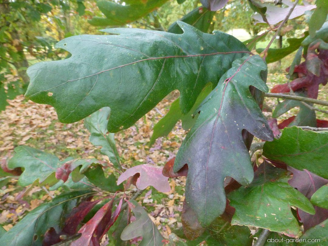 Quercus alba L. (White Oak) Quercus alba L. (White Oak)
