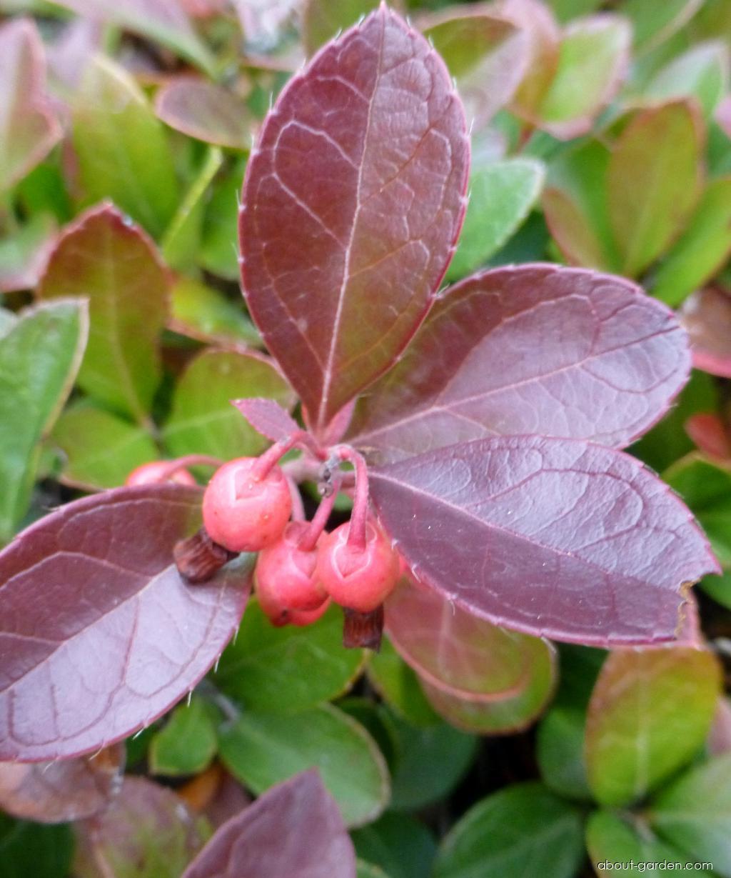 Gaultheria procumbens L. (Checkerberry) Gaultheria procumbens L. (Checkerberry)