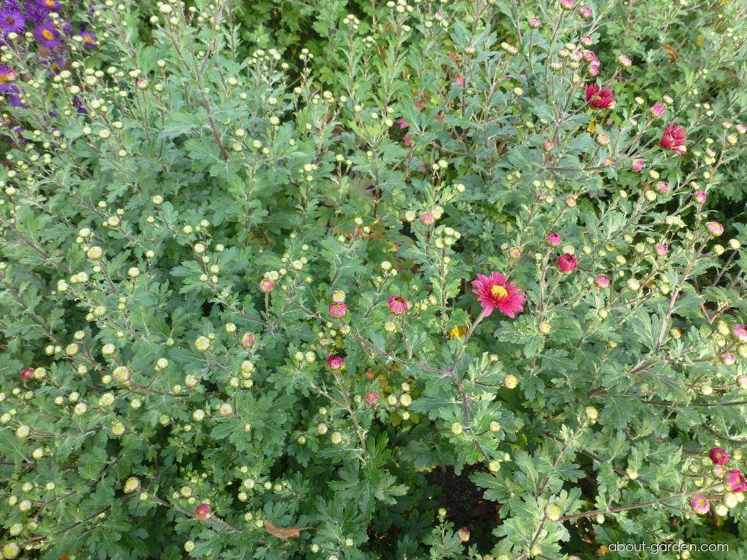 Chrysanthemum x morifolium Dulwich Pink (Chrysanthemum) Chrysanthemum x morifolium Dulwich Pink (Chrysanthemum)