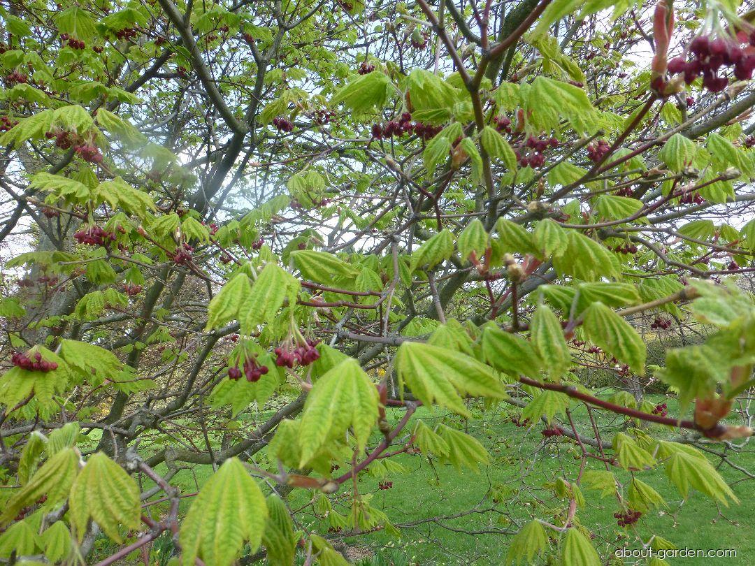 Acer japonicum Vitifolium (Downy Japanese-maple) Acer japonicum Vitifolium (Downy Japanese-maple)