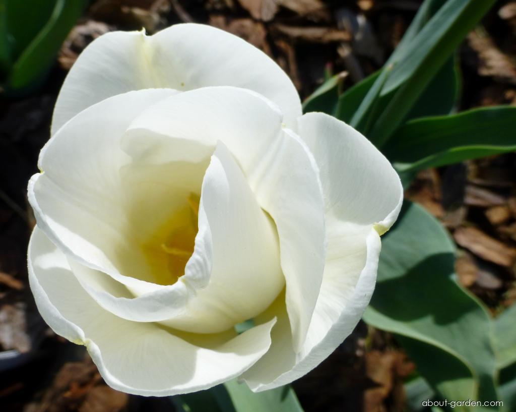 Narcissus Calgary (Daffodil) Narcissus Calgary (Daffodil)