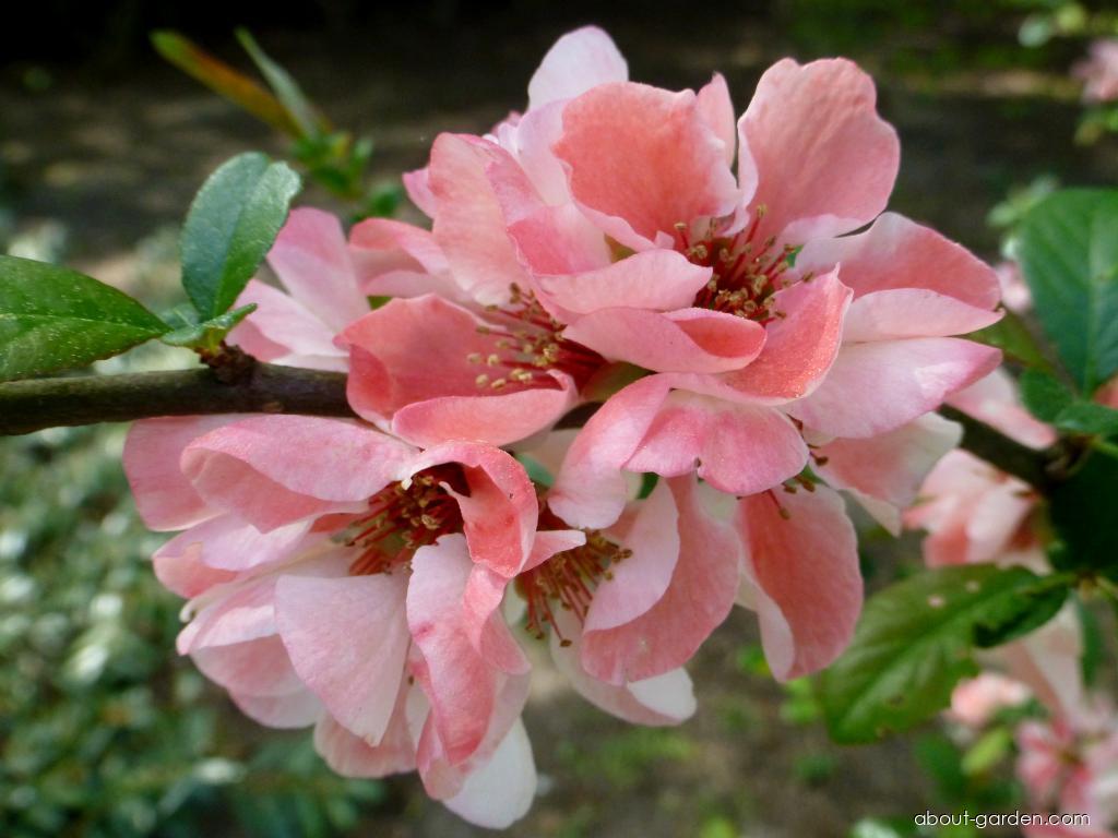 Chaenomeles speciosa Moerloosei (Japanese Quince) Chaenomeles speciosa Moerloosei (Japanese Quince)