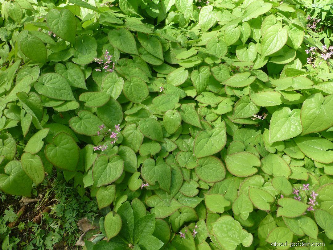 Epimedium x rubrum Sweetheart (Red Barrenwort) Epimedium x rubrum Sweetheart (Red Barrenwort)