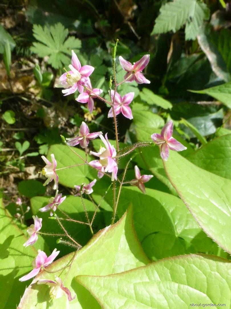 Epimedium x rubrum Sweetheart (Red Barrenwort) Epimedium x rubrum Sweetheart (Red Barrenwort)