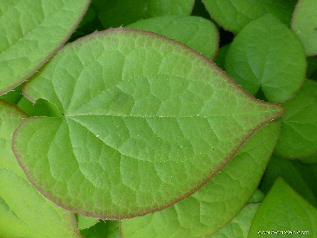 Epimedium x rubrum Sweetheart (Red Barrenwort) Epimedium x rubrum Sweetheart (Red Barrenwort)