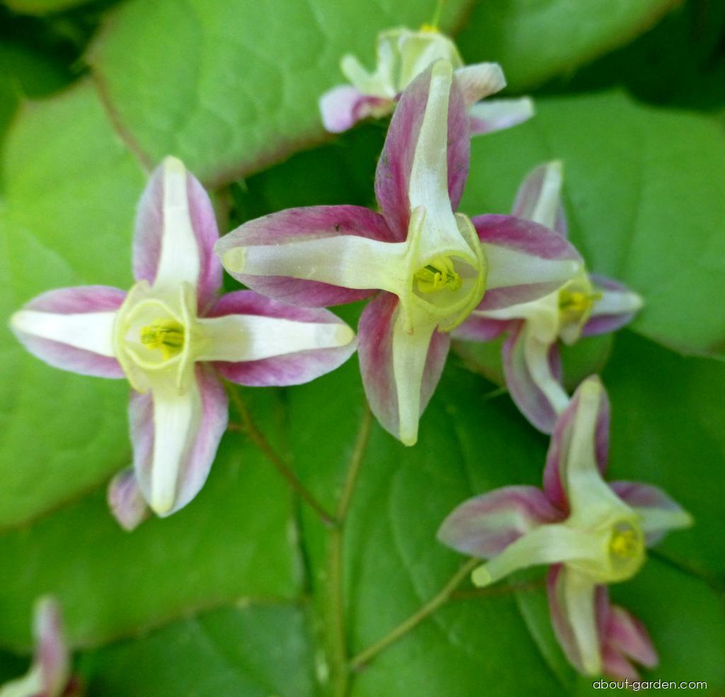 Epimedium x rubrum Sweetheart (Red Barrenwort) Epimedium x rubrum Sweetheart (Red Barrenwort)
