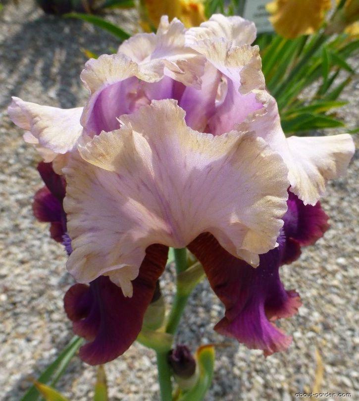 Iris barbata Burgermeister (Bearded Iris) Iris barbata Burgermeister (Bearded Iris)