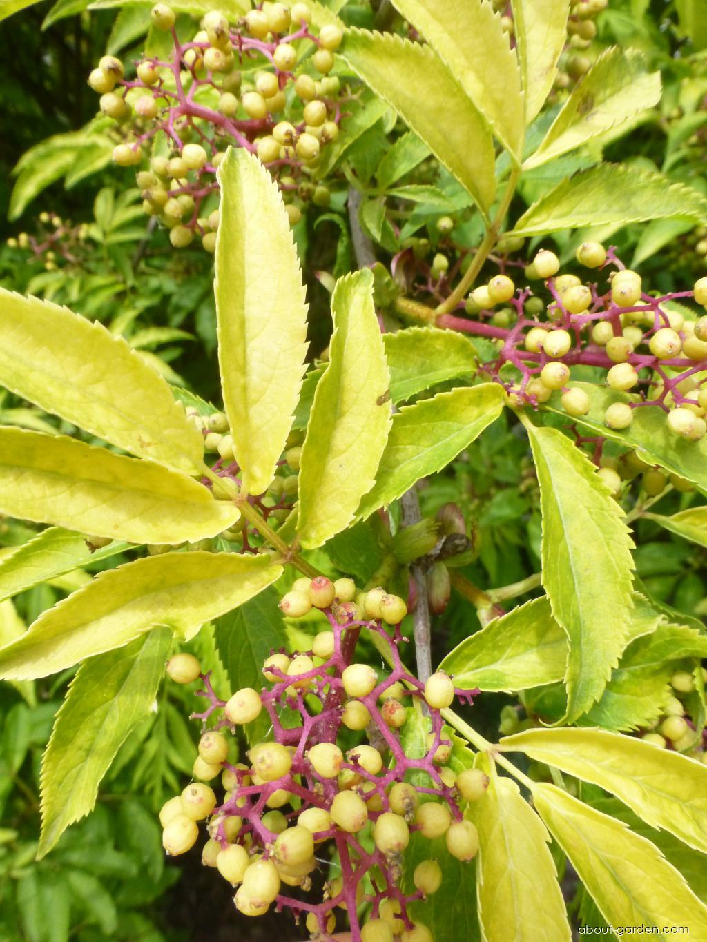 Sambucus racemosa Plumosa Aurea (Red-berried Elder) Sambucus racemosa Plumosa Aurea (Red-berried Elder)