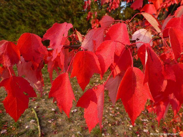 Acer rubrum Red Sunset (red maple) Acer rubrum Red Sunset (red maple)