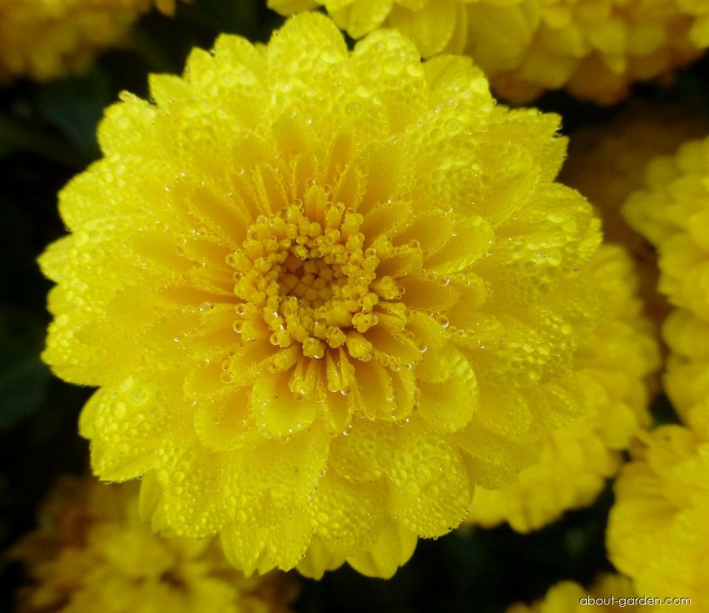Chrysanthemum x morifolium Flavie (Chrysanthemum) Chrysanthemum x morifolium Flavie (Chrysanthemum)