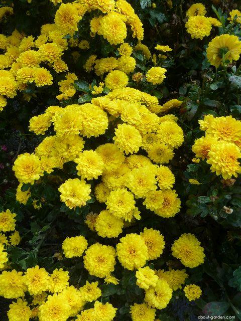 Chrysanthemum x morifolium Flavie (Chrysanthemum) Chrysanthemum x morifolium Flavie (Chrysanthemum)