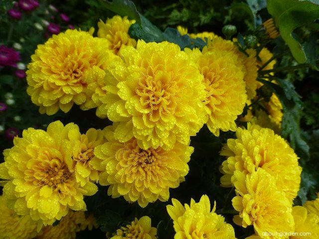 Chrysanthemum x morifolium Flavie (Chrysanthemum) Chrysanthemum x morifolium Flavie (Chrysanthemum)
