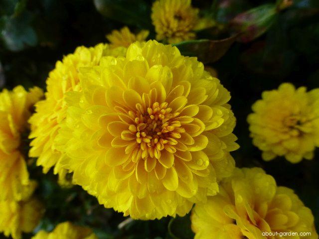 Chrysanthemum x morifolium Flavie (Chrysanthemum) Chrysanthemum x morifolium Flavie (Chrysanthemum)