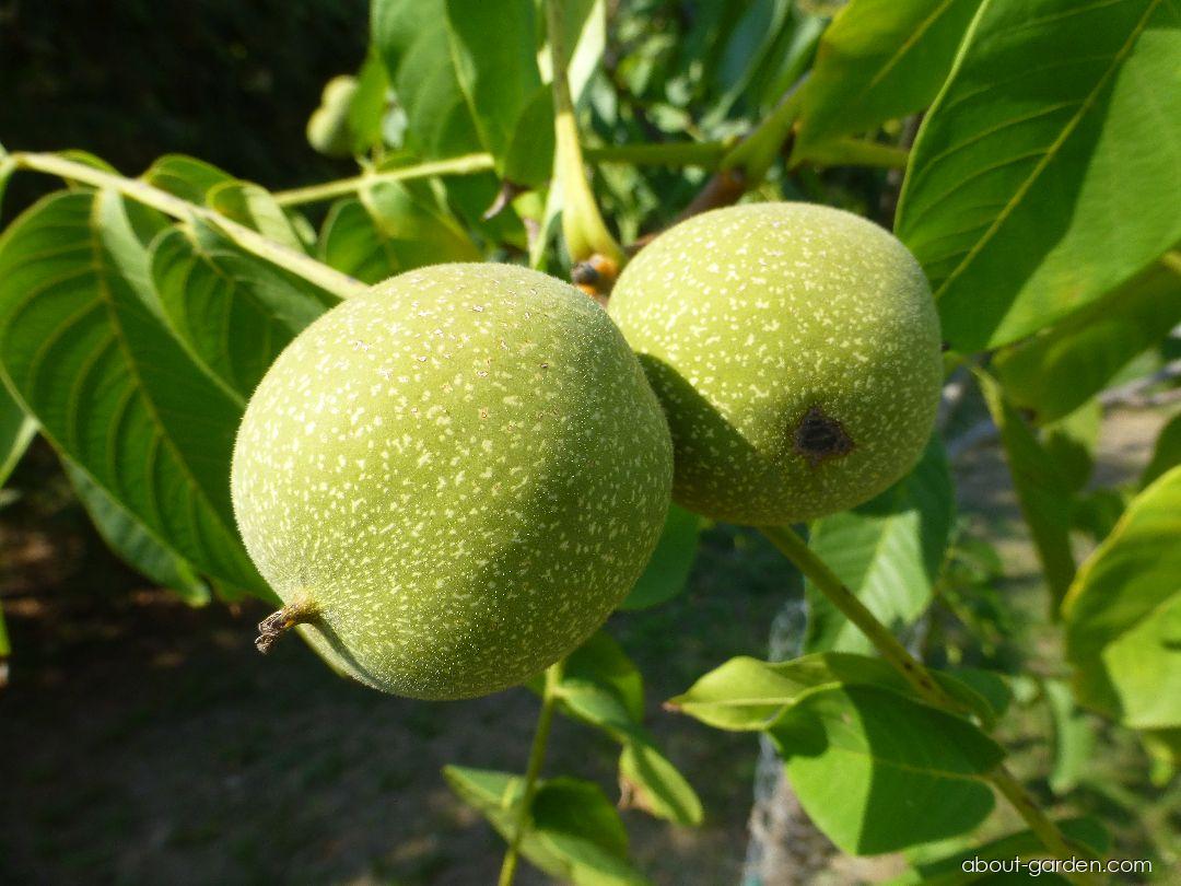 Juglans regia Seifersdorfský (Walnut) Juglans regia Seifersdorfský (Walnut)