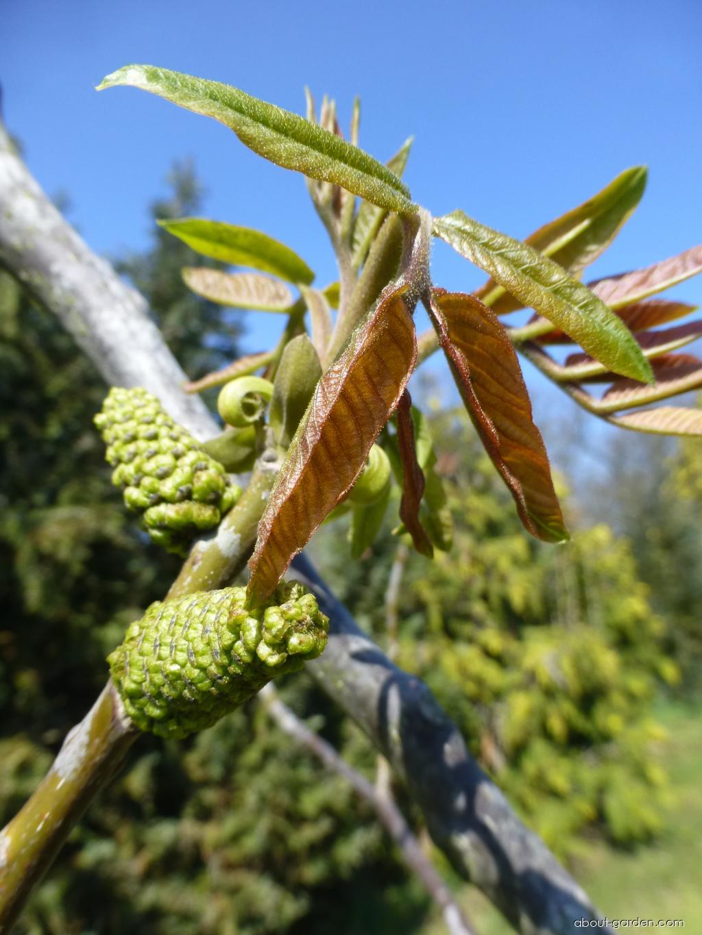 Juglans regia Seifersdorfský (Walnut) Juglans regia Seifersdorfský (Walnut)