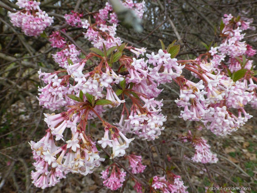 Viburnum x bodnantense Down (Viburnum) Viburnum x bodnantense Down (Viburnum)