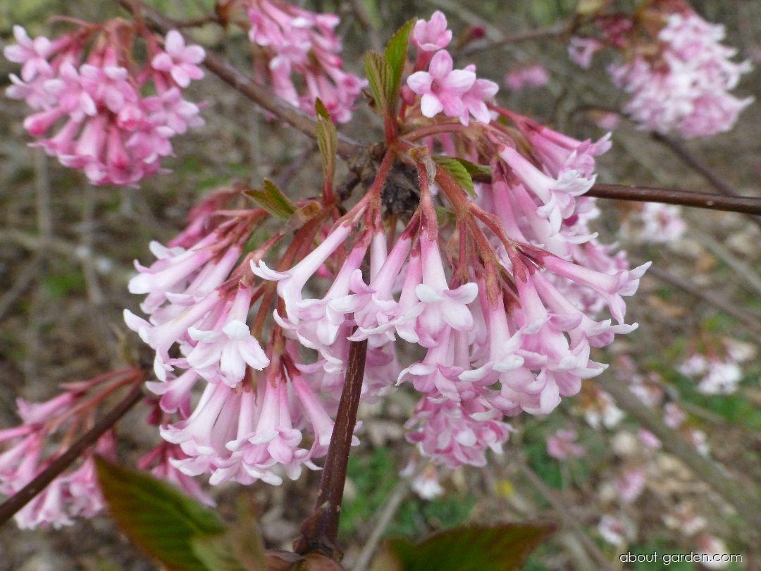 Viburnum x bodnantense Down (Viburnum) Viburnum x bodnantense Down (Viburnum)