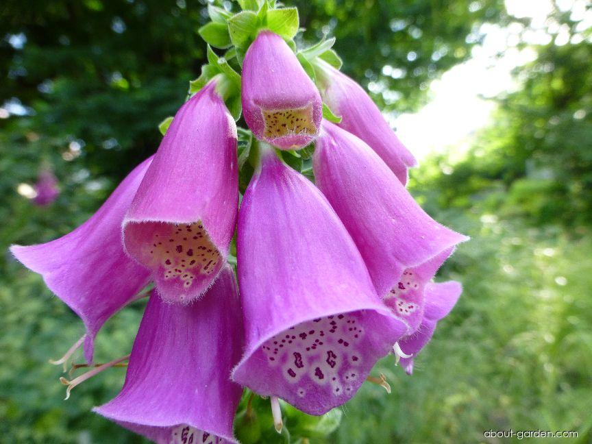 Digitalis purpurea L. (Foxglove) Digitalis purpurea L. (Foxglove)