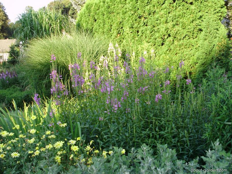 Physostegia virginiana BENTH. (obedient plant) Physostegia virginiana BENTH. (obedient plant)