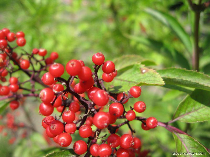 Sambucus racemosa L. (Red-berried Elder) Sambucus racemosa L. (Red-berried Elder)