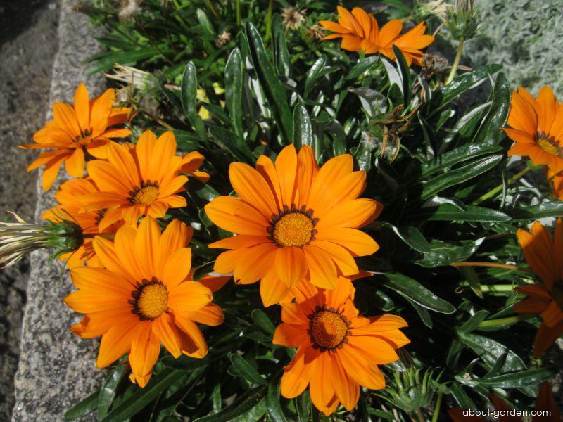 Gazania rigens L. (Treasureflower) Gazania rigens L. (Treasureflower)