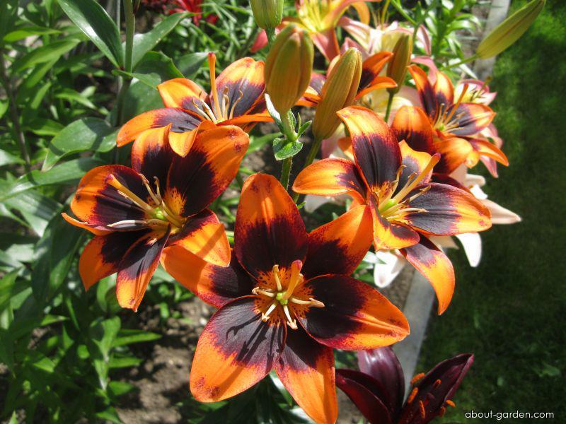 Lilium x hybridum Coopers Crosing (Lily) Lilium x hybridum Coopers Crosing (Lily)