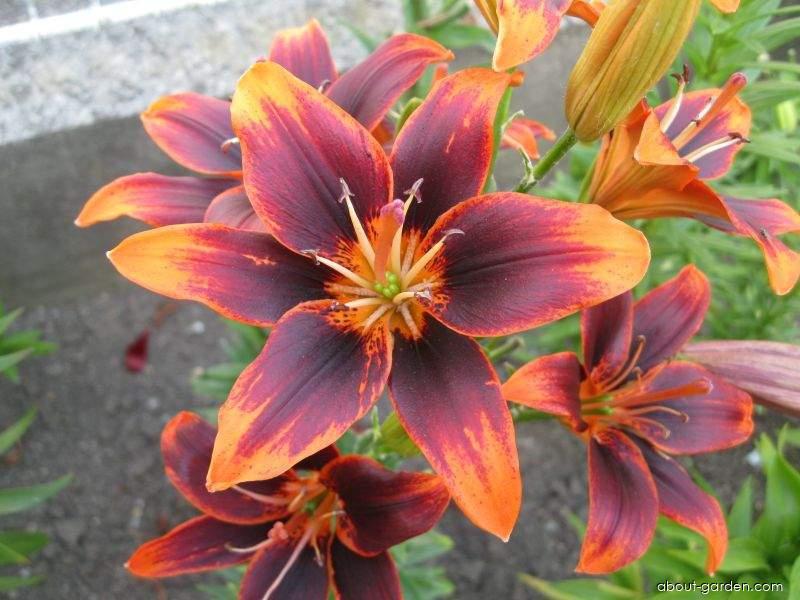 Lilium x hybridum Forever Susan (Lily) Lilium x hybridum Forever Susan (Lily)