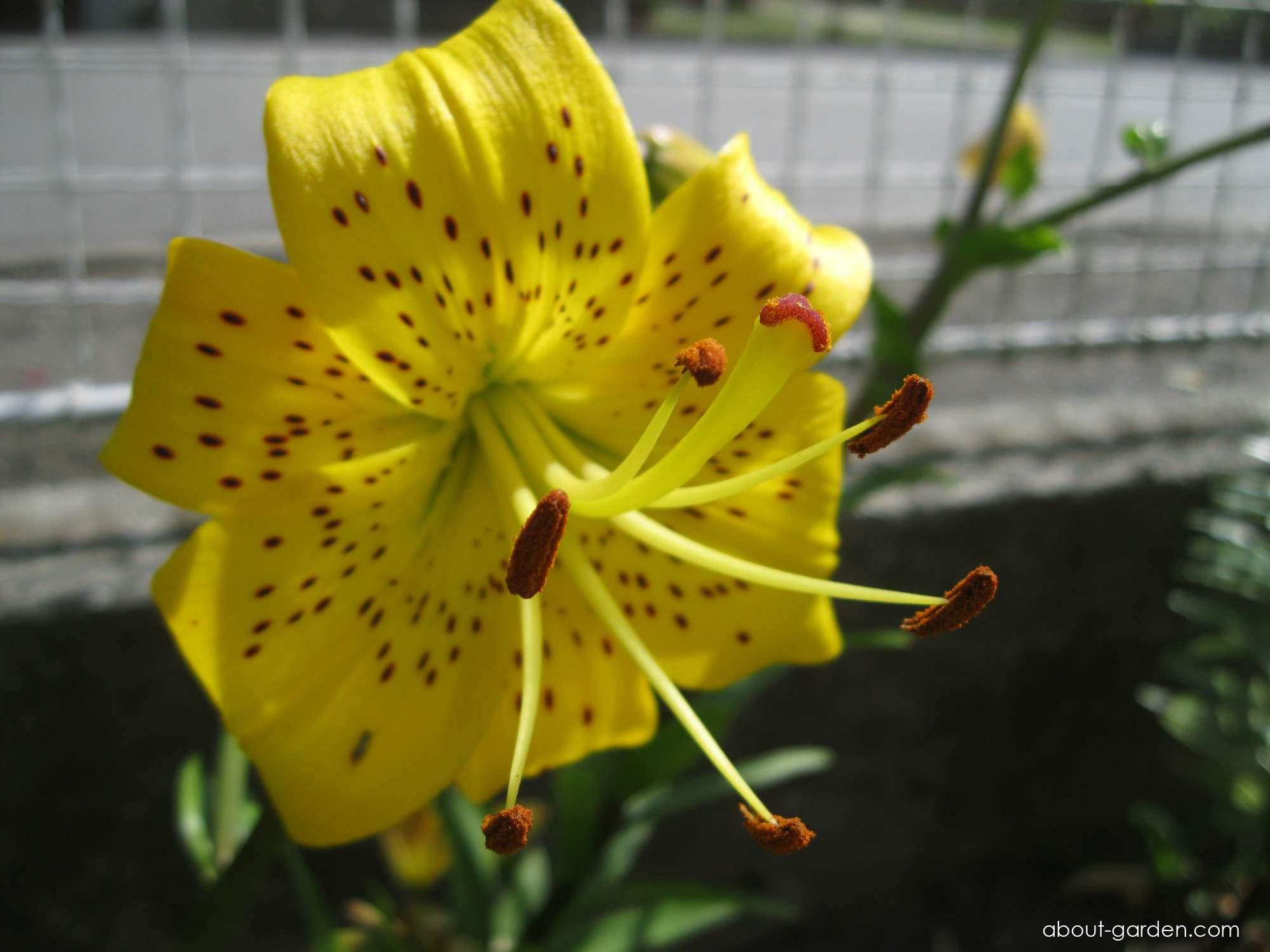 Lilium x hybridum Pearl Jennifer (Lily) Lilium x hybridum Pearl Jennifer (Lily)