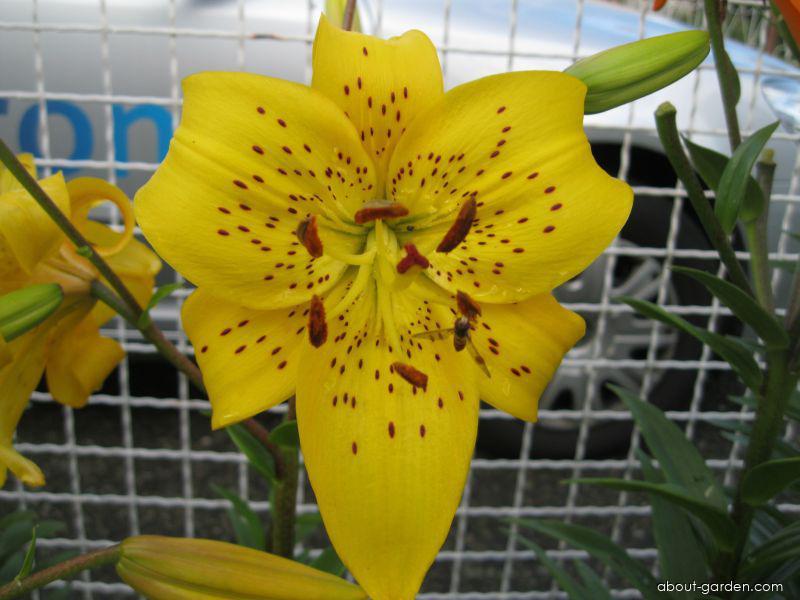 Lilium x hybridum Pearl Jennifer (Lily) Lilium x hybridum Pearl Jennifer (Lily)