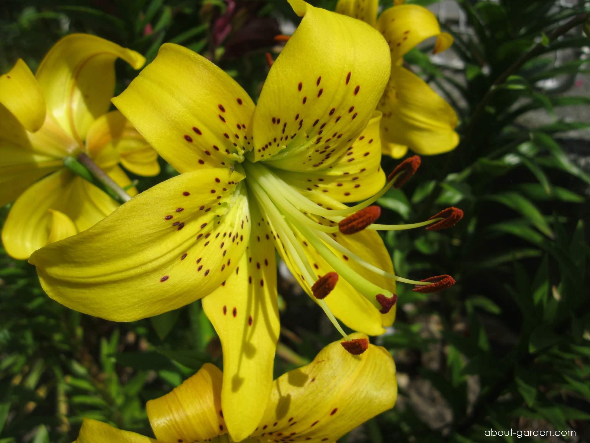 Lilium x hybridum Pearl Jennifer (Lily) Lilium x hybridum Pearl Jennifer (Lily)