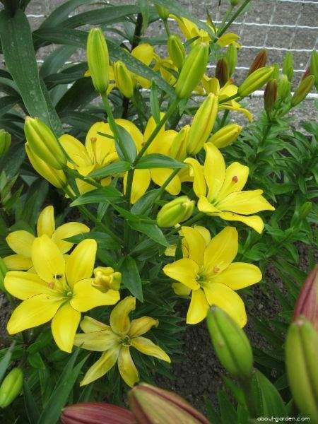 Lilium x hybridum Yellow Cocotte (Lily) Lilium x hybridum Yellow Cocotte (Lily)