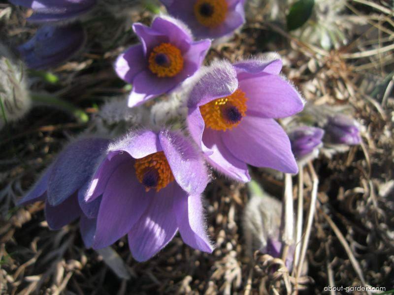 Pulsatilla pratensis L. (Small Pasque Flower) Pulsatilla pratensis L. (Small Pasque Flower)
