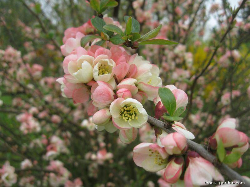 Chaenomeles speciosa Moerloosei (Japanese Quince) Chaenomeles speciosa Moerloosei (Japanese Quince)