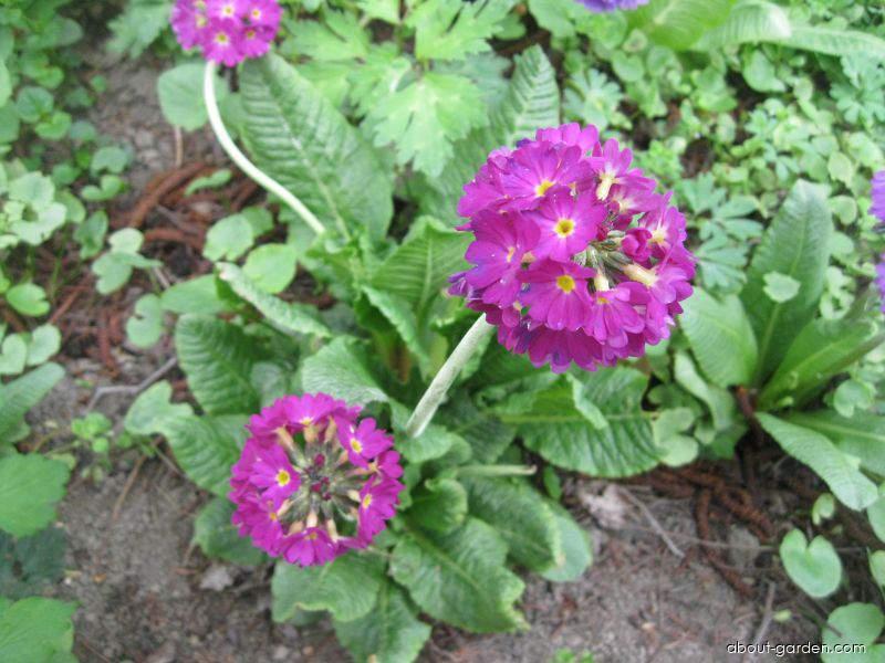 Primula denticulata (Drumstick Primrose) Primula denticulata (Drumstick Primrose)