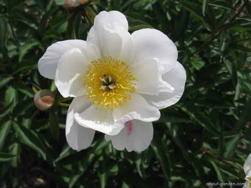Paeonia lactiflora (Chinese Peony) Paeonia lactiflora (Chinese Peony)