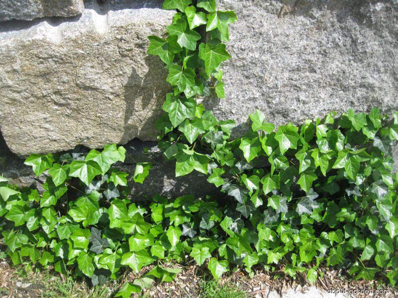 Hedera helix L. (English ivy) Hedera helix L. (English ivy)